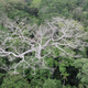 Image for article titled A Weird Side-Effect Of the Wildfire Surge Is Putting 65 Million Acres of Forest At Risk